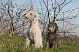 BEDLINGTON TERRIER 101